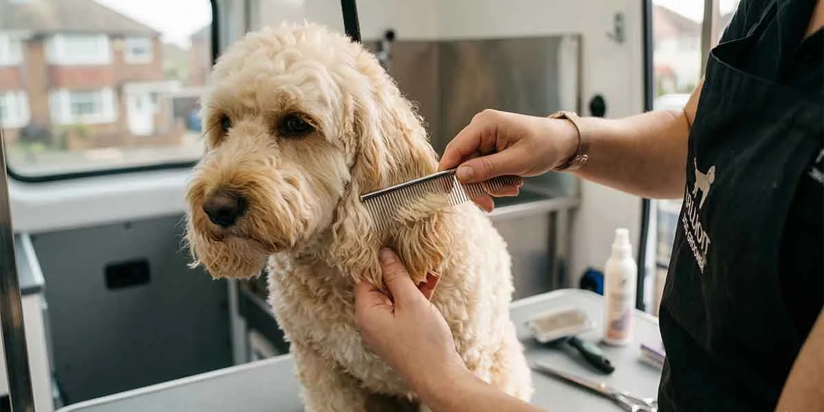 Doodle Coat Care: Why Regular Grooming Prevents Painful Matting